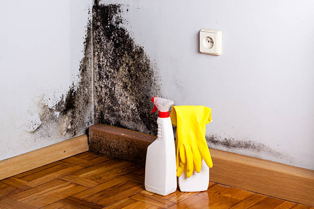 Best Residential Mold Remediation in Knik Fairview, AK
